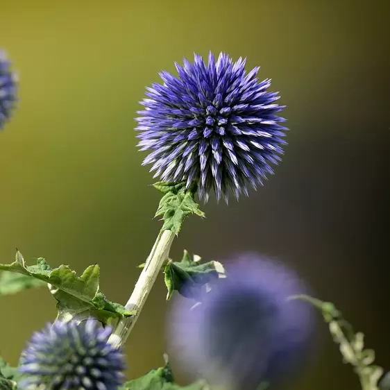 Echinops ritro 1L