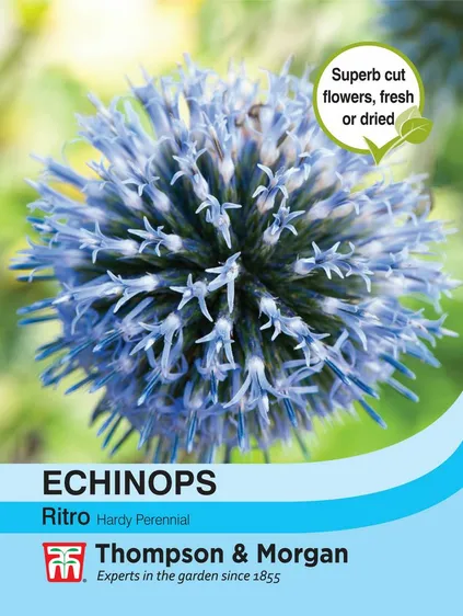 Echinops Ritro - image 1