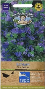 Echium Blue Bedder - image 1