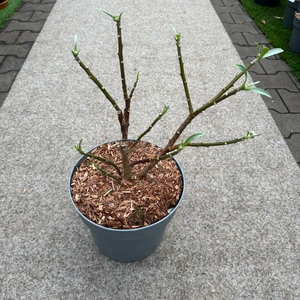 Edgeworthia chrysantha 'Red Dragon' 7L - image 5