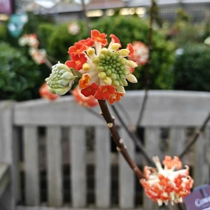 Edgeworthia 'Red Dragon'
