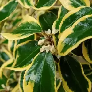 Elaeagnus x ebbingei 'Gilt Edge' 5L