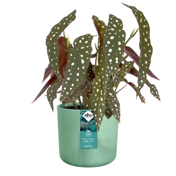 elho The Ocean Collection Pacific Green Pot - Ø16cm - image 3