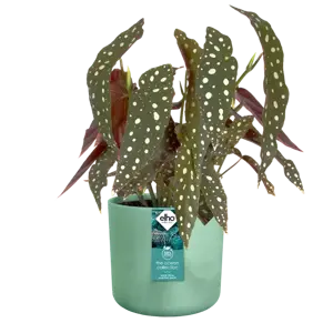 elho The Ocean Collection Pacific Green Pot - Ø18cm - image 3