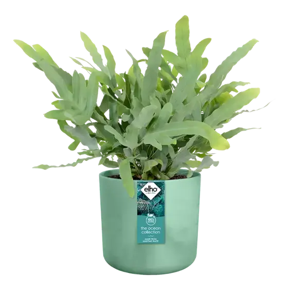 elho The Ocean Collection Pacific Green Pot - Ø18cm - image 4