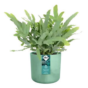 elho The Ocean Collection Pacific Green Pot - Ø16cm - image 4