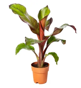 Ensete ventricosum 'Maurelii' - image 2