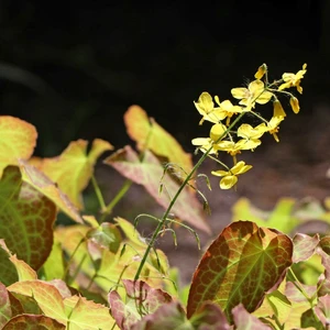 Epimedium x perralchicum 'Frohnleiten' - image 2