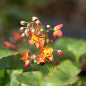 Epimedium x warleyense 'Orangekonigin' 3L