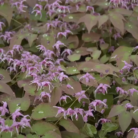 Epimedium grandiflorum 'Purple Pixie'