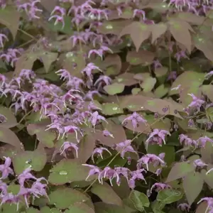 Epimedium grandiflorum 'Purple Pixie'