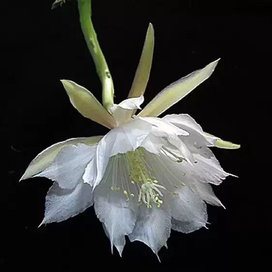 Epiphyllum anguliger 21cm - image 2