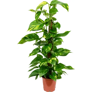 Epipremnum aureum