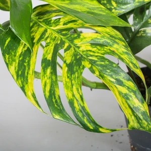 Epipremnum pinnatum 'Cintho Goldfinger' - image 3