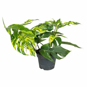 Epipremnum pinnatum 'Cintho Goldfinger' - image 4