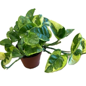 Epipremnum 'Lemon Joy'