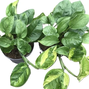 Epipremnum 'Lemon Meringue'