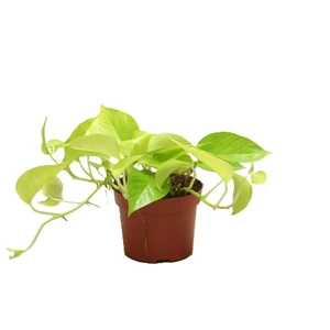 Epipremnum aureum 'Neon' 12cm - image 1