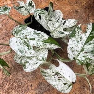 Epipremnum pinnatum variegata 'Marble'