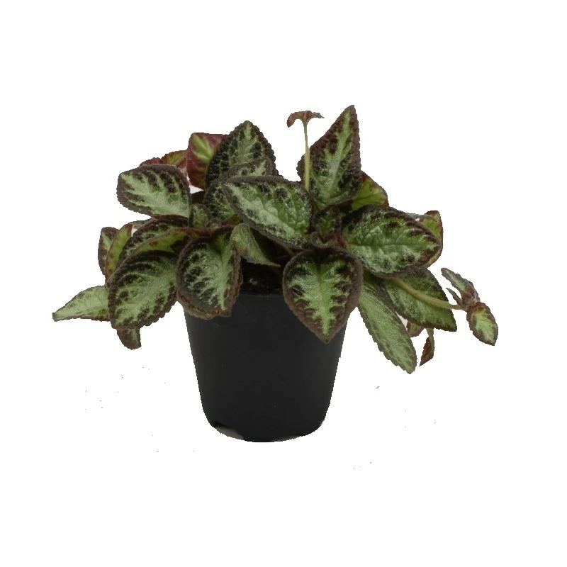 Episcia 'Silver Screen' - Cowell's Garden Centre | Woolsington