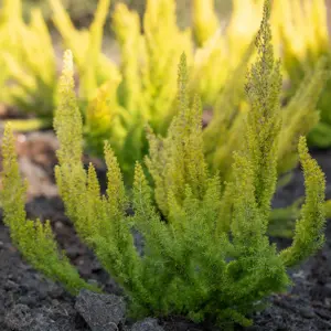 Erica 'Albert's Gold'