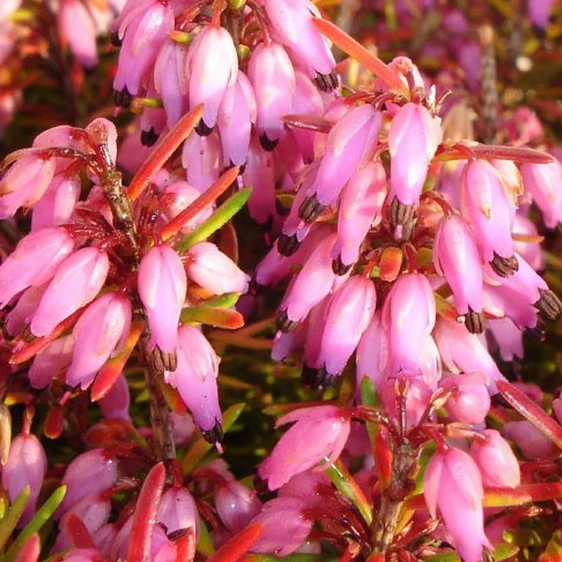 Erica carnea 'Ann Sparkes' - image 1