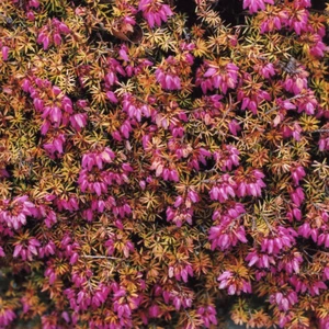 Erica carnea 'Ann Sparkes' - image 2