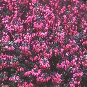 Erica carnea 'Challenger'