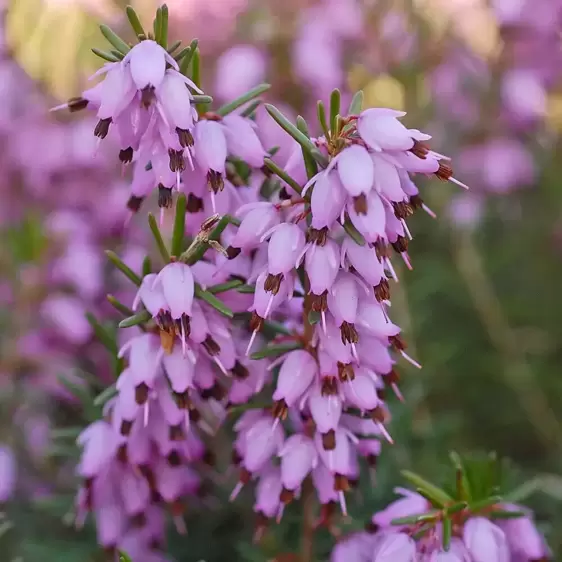 Erica x darleyensis 'Darley Dale'