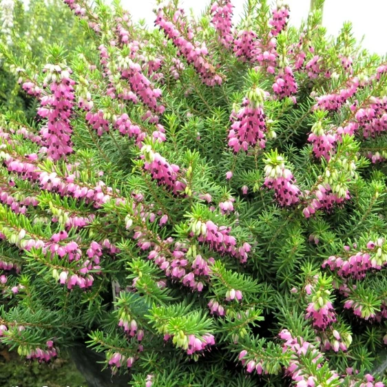 Erica x darleyensis 'Eva Gold' 9cm