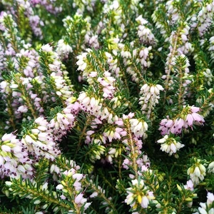 Erica x darleyensis 'Ghost Hills'