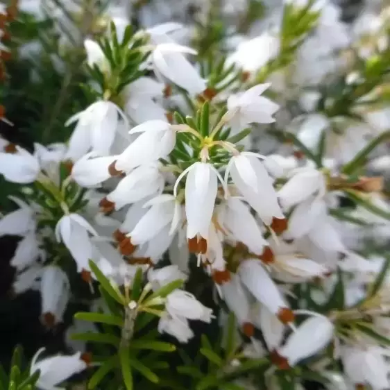 Erica carnea f. alba 'Isabell' 1L