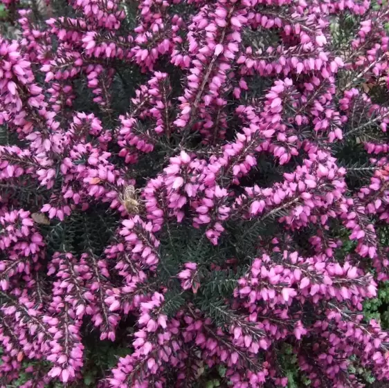 Erica x darleyensis 'Kramer's Red' 1L