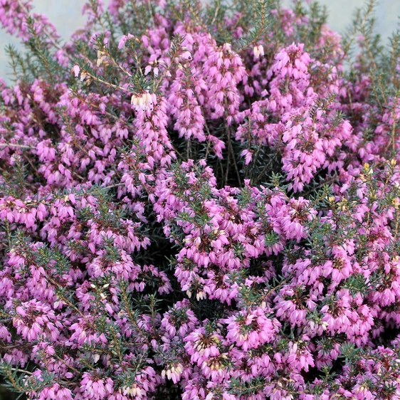 Erica carnea 'March Seedling' - image 1