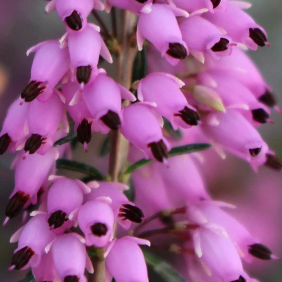 Erica carnea 'March Seedling' - image 2