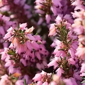 Erica carnea 'Martin'