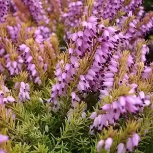 Erica 'Mary Helen'