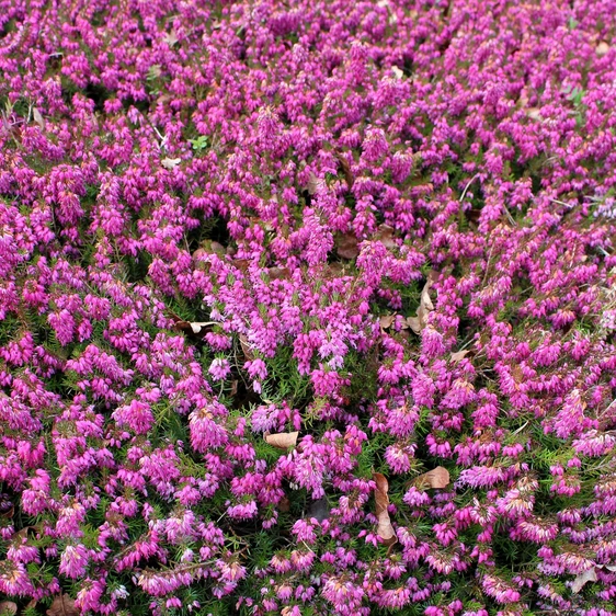 Erica carnea 'Myretoun Ruby' - image 1