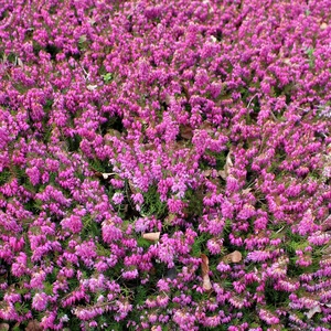 Erica carnea 'Myretoun Ruby' - image 1