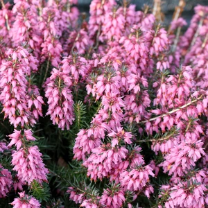 Erica carnea 'Rosalie' 9cm