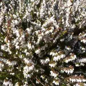 Erica x darleyensis 'Silberschmelze' 9cm