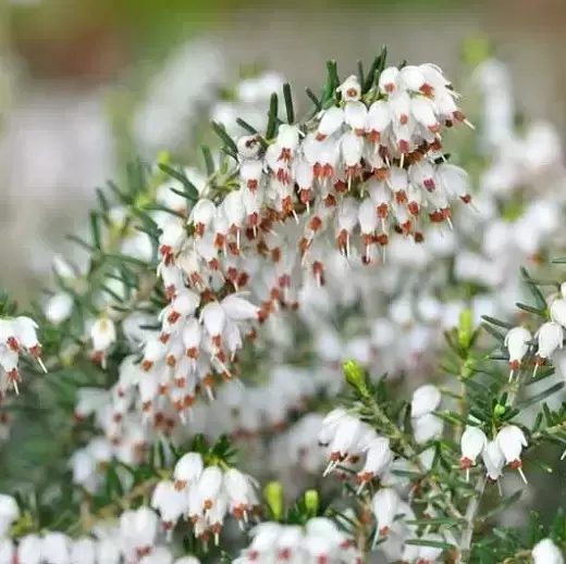 Erica carnea f. alba 'Snow White'