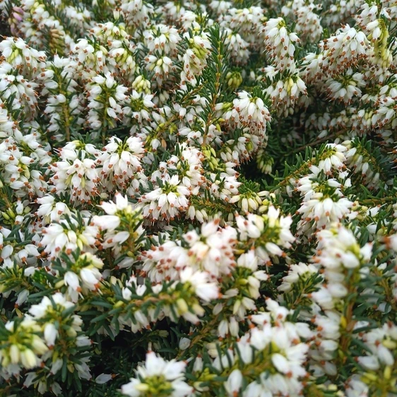 Erica x darleyensis 'White Perfection'