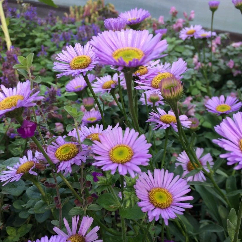 Erigeron glaucus 'Wayne Roderick' 3L - Cowell's Garden Centre | Woolsington