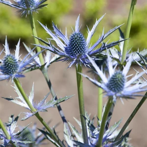 Eryngium 'Bourgatti'