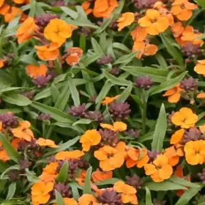 Erysimum 'Apricot Delight' - image 3