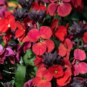 Picture Credit - Kernock Park Plants Ltd.