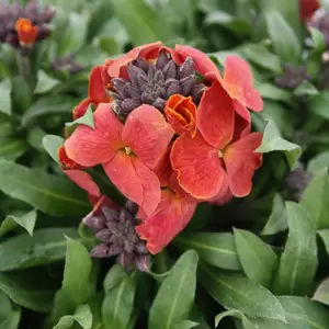 Erysimum 'Leya Orange Purple Glow'