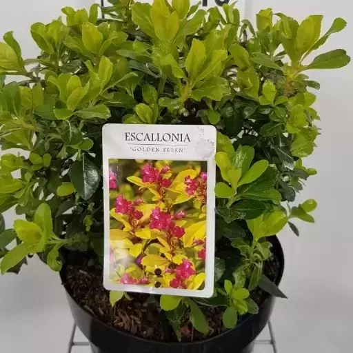 Escallonia laevis 'Gold Ellen' 10L