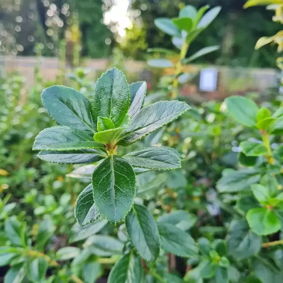 Escallonia 'Rubra Macrantha' 10L